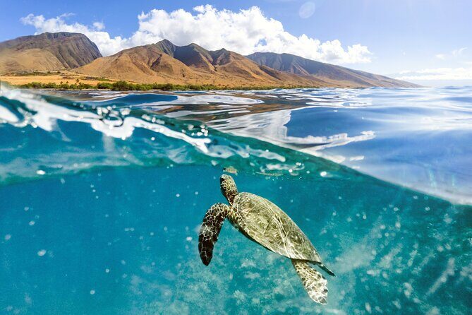 Turtles & Tacos Luxury Catamaran Snorkel - Snorkeling for sea turtles: how to get the most honu time