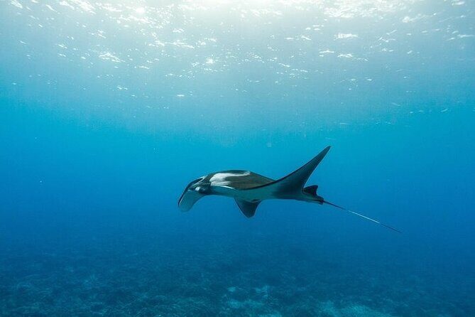 Two Stop Snorkel Adventure from Maui - Molokini Crater by boat: why this part is worth it