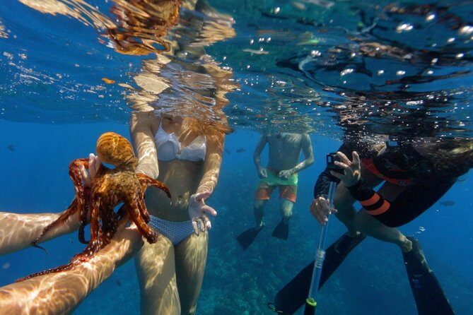 Ultimate 4 Hour Lanai Snorkel and Dolphin Encounter - Conservation impact: your ticket funds whale response and research