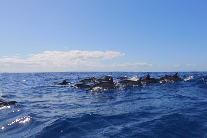 Ultimate 4 Hour Lanai Snorkel and Dolphin Encounter - Reef Stop #2 around Maui (including the man-made reef style)