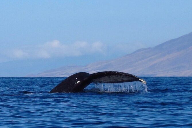 Ultimate Maui Whale Watch Snorkel Tour - Kayak Time First: Paddling Effort, Breaks, and What You’ll Actually Do