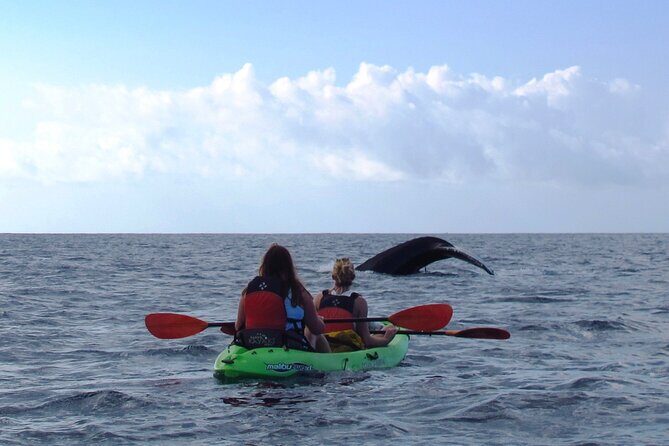 Ultimate Maui Whale Watch Snorkel Tour - Two Snorkel Stops in Clear Makena Water (and Turtle Spotting Focus)