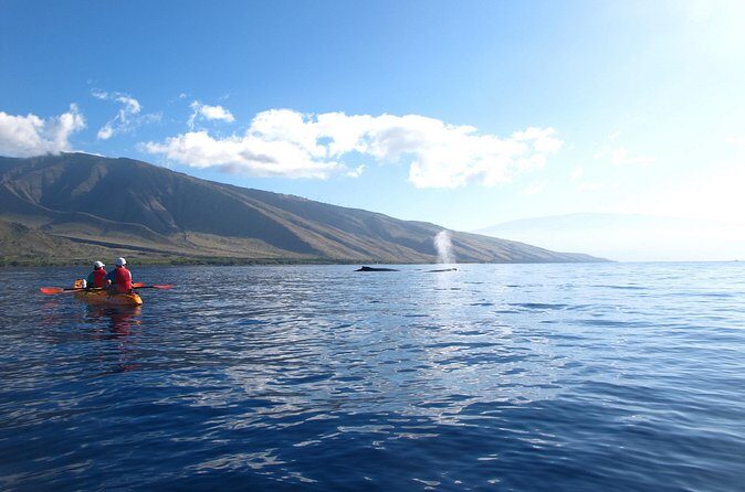 Ultimate Maui Whale Watch Snorkel Tour - Whale Watch Expectations: Why You Might See Few (and Still Have a Great Day)