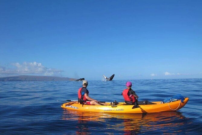 Ultimate Maui Whale Watch Snorkel Tour - Who Should Book This 4-Hour Makena Tour (and Who Might Skip)