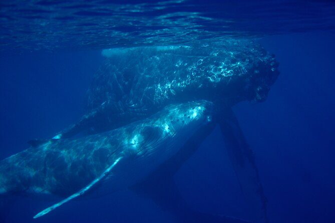 Ultimate Maui Whale Watch Snorkel Tour - The 7:15am Start at 5232A Makena Alanui (and No Hotel Pickup)
