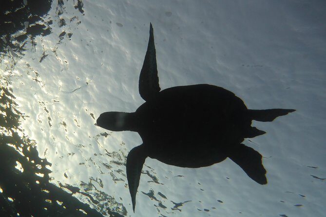 Underwater Scooter Dive (Certified Divers Only) Makena Wailea - Makena scooter scuba: why this feels like the right kind of Maui activity