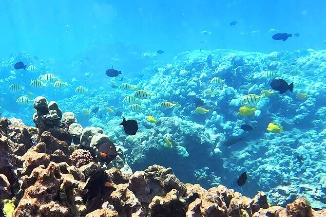 Unlimited Guided Snorkeling Tour for Beginners Plus - Gear Drop-Off Meets Real Safety: What’s Included and Why It Matters