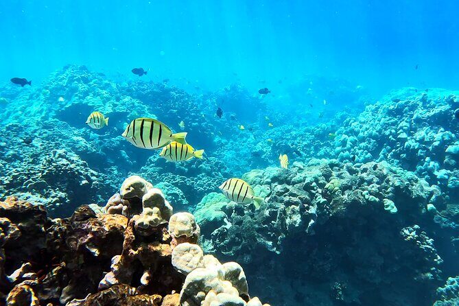 Unlimited Guided Snorkeling Tour for Beginners Plus - Instruction You Can Trust: From Breathing to Confidence