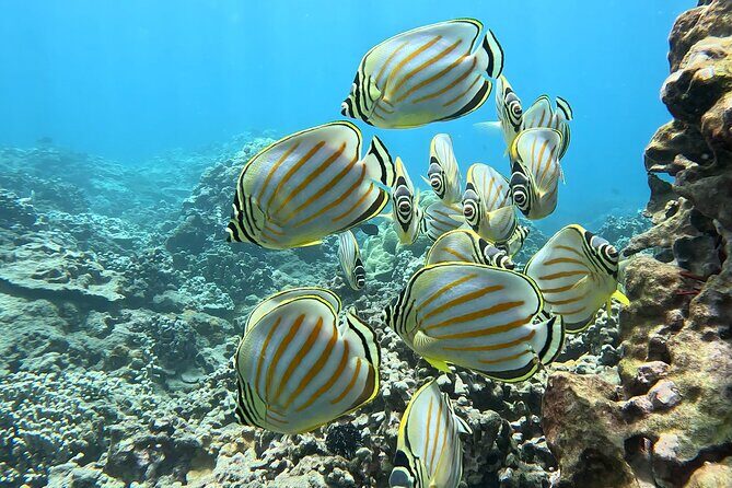 Unlimited Guided Snorkeling Tour for Beginners Plus - Water Safety and Comfort: Life Vests, Buoyancy, and Staying Relaxed