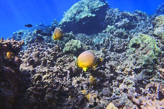 Unlimited Guided Snorkeling Tour for Beginners Plus - How Long It Really Feels (and What to Do Before and After)