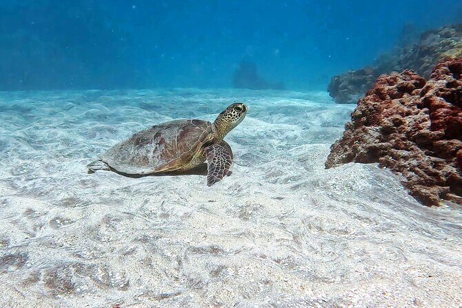 Unlimited Guided Snorkeling Tour for Beginners Plus - Price and Value: What $70.25 Really Buys You