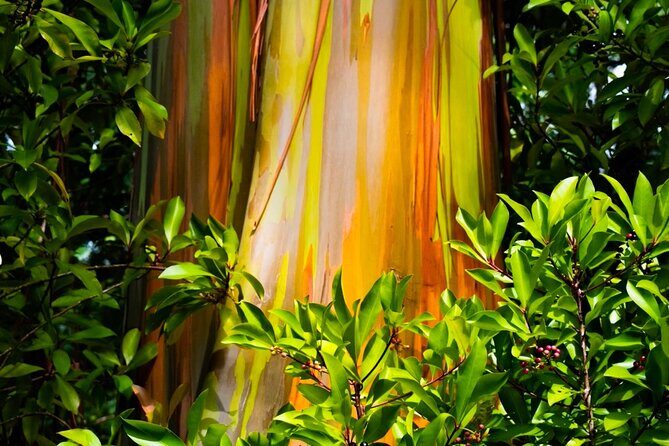 VIP Private Road to Hana and Haleakala Sunset Tour - Kula Country Farms: The Up-Country Reset (and a Snack Stop)