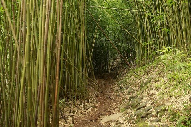 Waterfall and Rainforest Adventure - Waikamoi Ridge Trail: ocean vistas plus Maui’s plant lesson