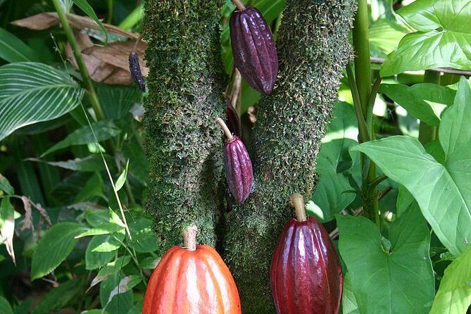 Waterfall, Rainforest, Chocolate Tour & Historical Sites - Rainforest hike through Kings Gardens: dinosaur ferns, wet trails, and plant stories