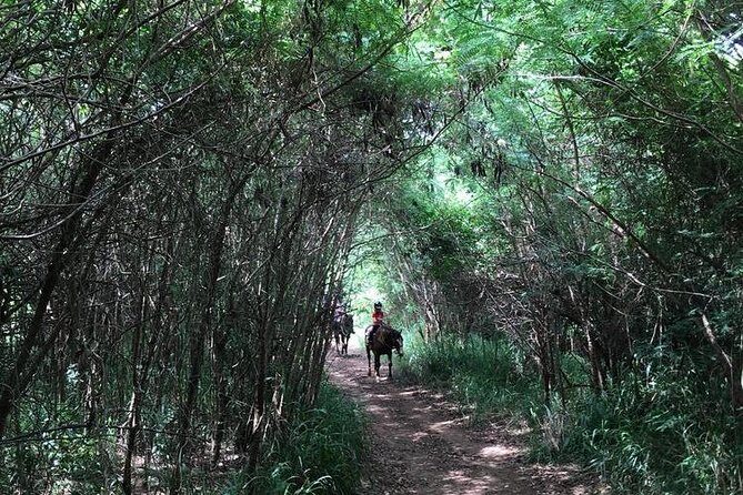 West Maui Mountain Waterfall and Ocean Tour via Horseback - Dust, mud, and what to wear on a Maui trail