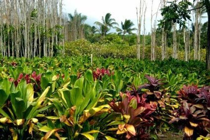 West Maui Self-Guided Audio Tour - Key things I’d plan for before you go