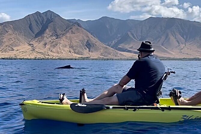 Whale Watch and Scenic Tour from Kayak - Key things to know before you paddle