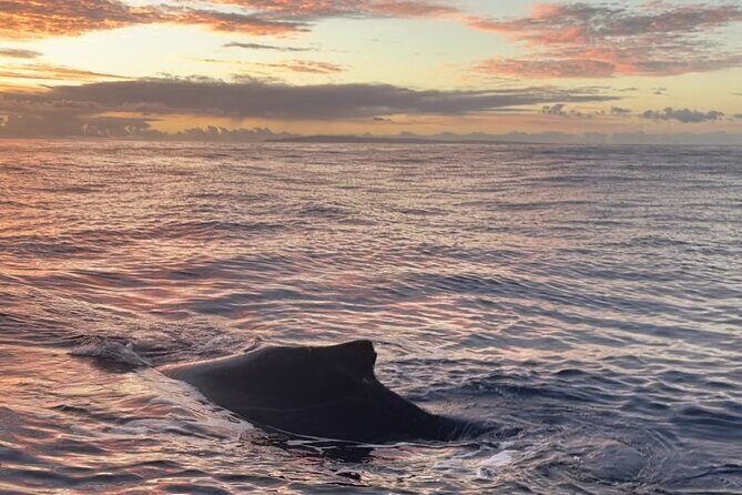 Whale Watch and Scenic Tour from Kayak - The guide experience: small-group attention with friendly experts