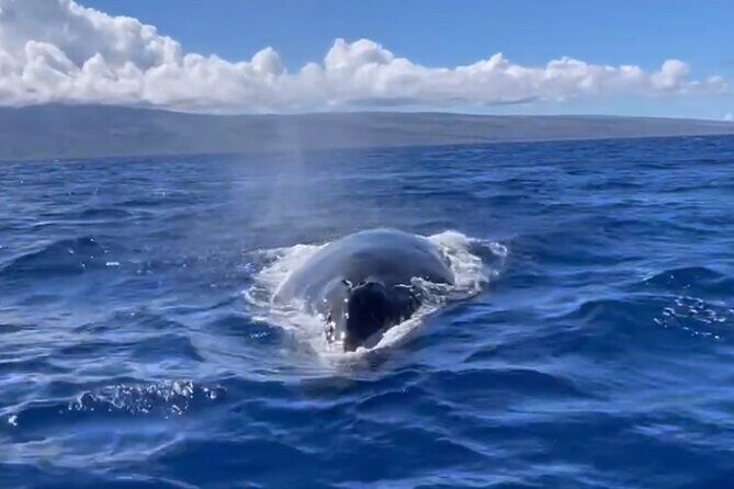 Whale Watch and Scenic Tour from Kayak - What’s included, what’s not, and what that means for your day