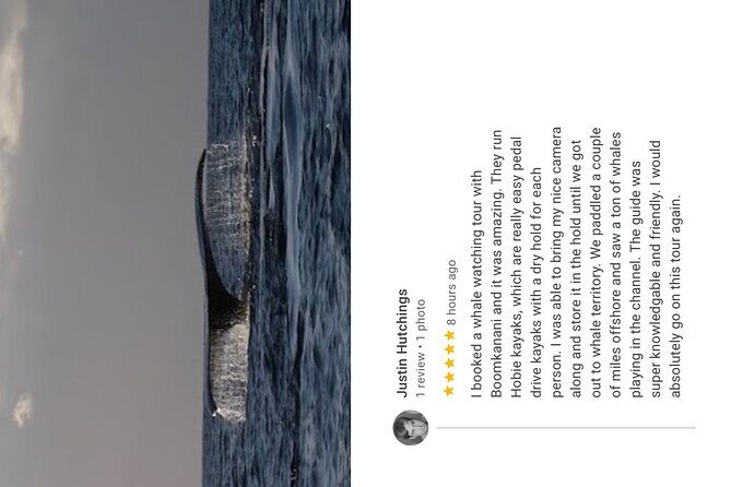 Whale Watch and Scenic Tour from Kayak - Timing and conditions: how to choose the departure time