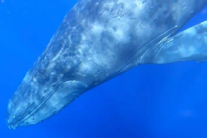 Whale Watch and Scenic Tour from Kayak - Who this kayak tour fits best