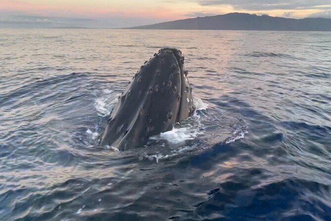 Whale Watch and Scenic Tour from Kayak - Pedal-driven Hobie kayaks: why hands-free changes the whole experience