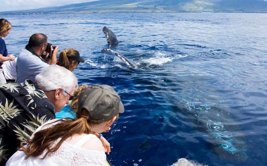 Whale Watch Sail Ma'alaea - Key Points You’ll Care About