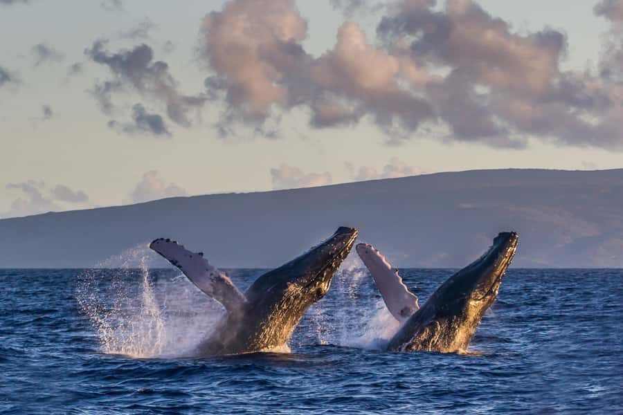Whale Watch Sail Ma'alaea - Ocean Spirit: The Boat Style That Changes the Experience