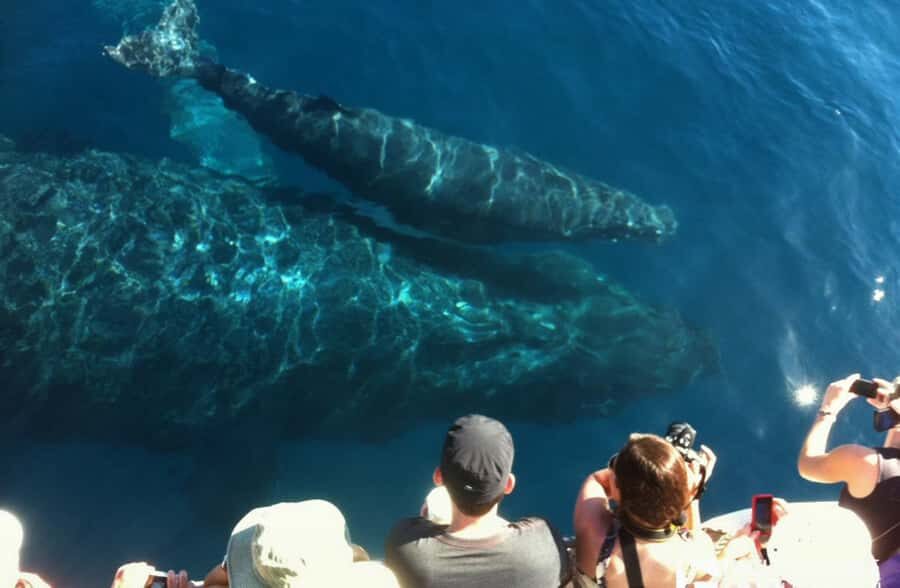 Whale Watch Sail Ma'alaea - The Main Show: What You’ll Watch During the Cruise