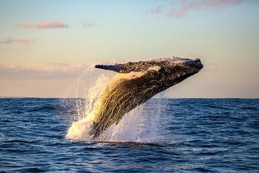 Whale Watch Sail Ma'alaea - How Underwater Hydrophones Make Whale Song a Real Experience