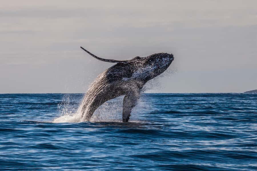 Whale Watch Sail Ma'alaea - What to Bring (and What to Leave Out)