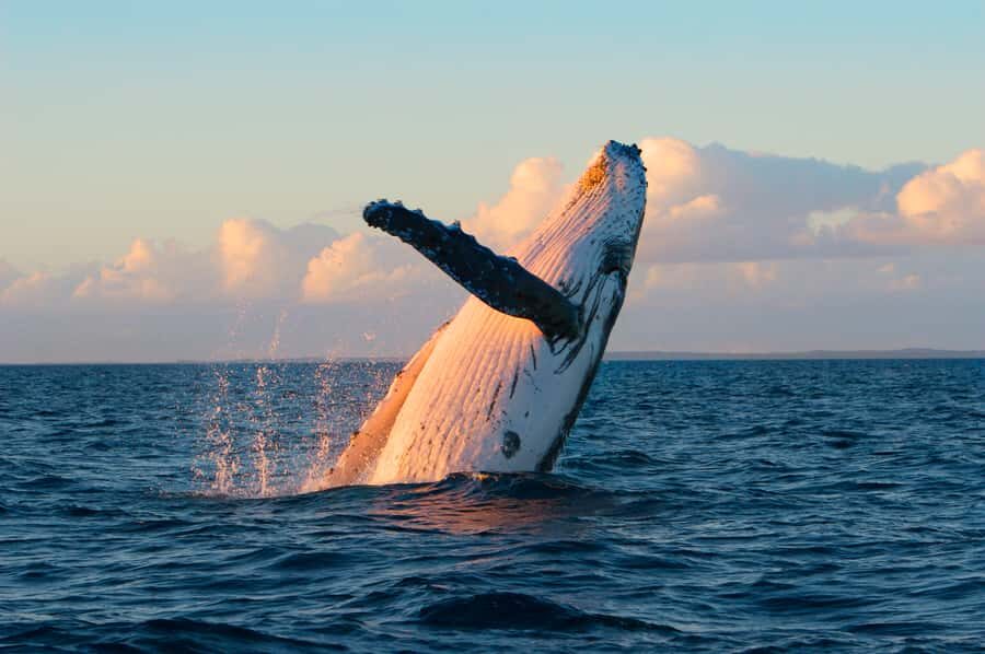 Whale Watch Sail Ma'alaea - Why the Ma’alaea Whale Season Is So Special