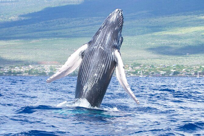 Whale Watching Tour on a Charming Hawaiian Catamaran From Maalaea - Key points to know before you go