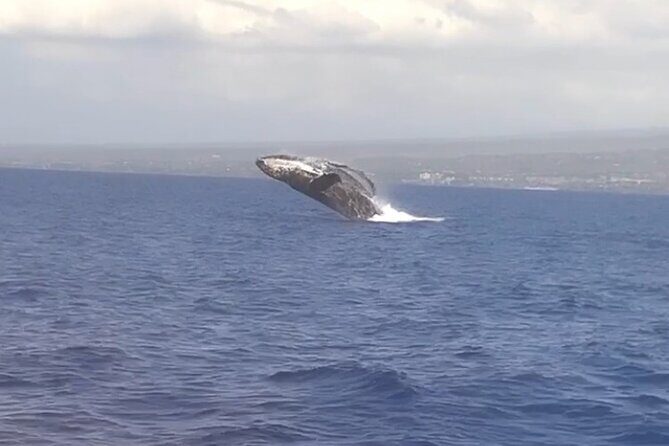 Whale Watching Tour on a Charming Hawaiian Catamaran From Maalaea - Why the catamaran matters for spotting whales