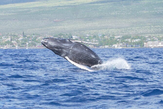 Whale Watching Tour on a Charming Hawaiian Catamaran From Maalaea - The 2.5-hour rhythm on the water: spotting, listening, repositioning