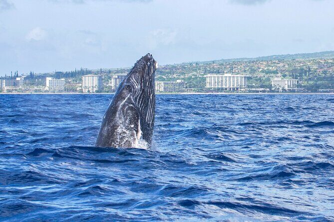 Whale Watching Tour on a Charming Hawaiian Catamaran From Maalaea - The views: West Maui, Molokai, and Lanai from the best angle