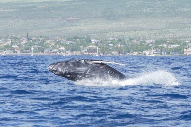 Whale Watching Tour on a Charming Hawaiian Catamaran From Maalaea - Snacks, drinks, and the onboard vibe that keeps it fun