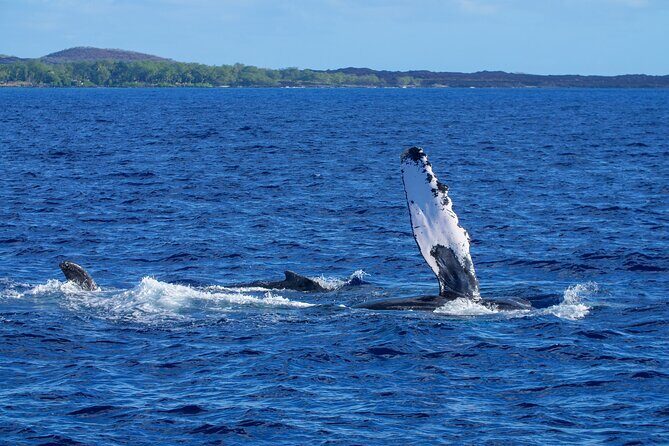 Whale Watching Tour on a Charming Hawaiian Catamaran From Maalaea - Who should book this Winona whale watch